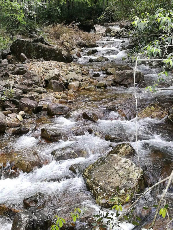 臻貴人?金駿眉/K?茗爵