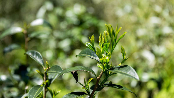 臻貴人?金駿眉/K?茗爵