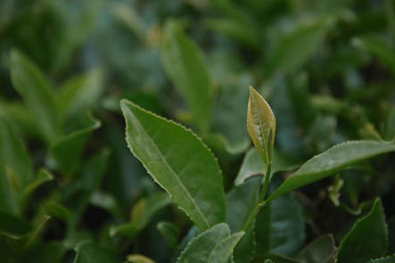 正源明前女兒綠茶260g